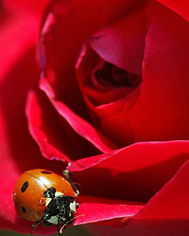 Boružė nutūpė ant rožės žiedo pasišildyti prieš saulutę Jordanijos sostinėje Amane.