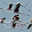 Flamingų pulkas skrenda virš Nalsarovaro paukščių rezervato Indijoje.