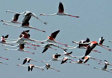 Flamingų pulkas skrenda virš Nalsarovaro paukščių rezervato Indijoje.