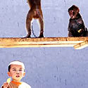 Taiyuano zoologijos sode berniukas maitina beždžionėles