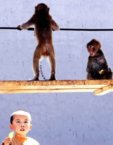 Taiyuano zoologijos sode berniukas maitina beždžionėles