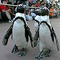 Pingvinai žygiuoja Yokohamos pramogų parke Japonijoje.