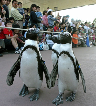 Pingvinai žygiuoja Yokohamos pramogų parke Japonijoje.