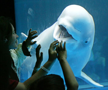 Yokohamos vandens ir pramogų parko lankytojai stebi baltąjį delfiną.