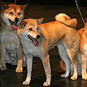 Tarptautinė bonsai ir suiseki paroda Alytus 2005. Japoniškų veislių šunys