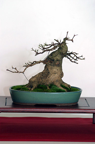 Tarptautinė bonsai ir suiseki paroda Alytus 2005. Bonsai