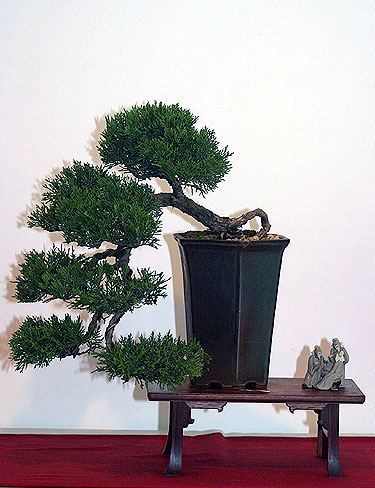 Tarptautinė bonsai ir suiseki paroda Alytus 2005. Bonsai