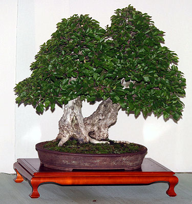 Tarptautinė bonsai ir suiseki paroda Alytus 2005. Bonsai