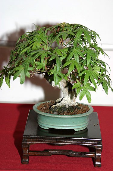 Tarptautinė bonsai ir suiseki paroda Alytus 2005. Bonsai