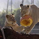 San Diego zoologijos sode dvi liūtės žaidžia su Helovyno moliūgo liekanomis