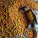 Darbininkas miega ant mandarinų Indijoje