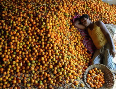 Darbininkas miega ant mandarinų Indijoje