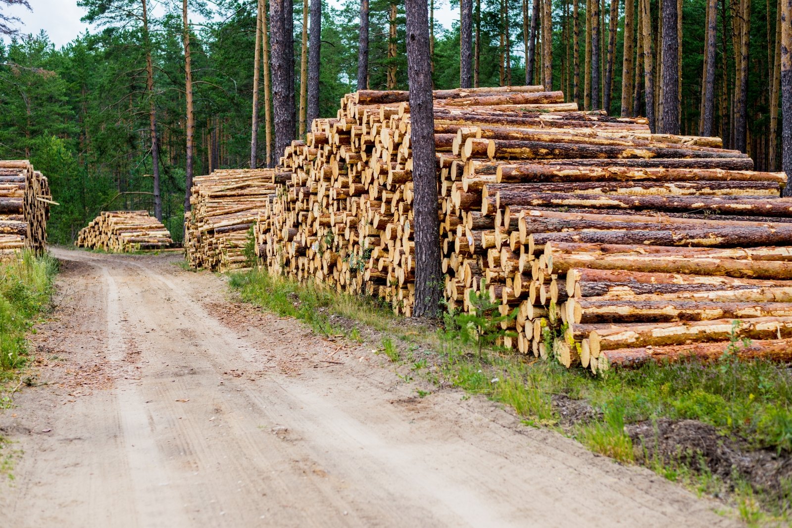 Etter hvert som boomen i trekonstruksjon modnes, snakket aktivister om slutten av måneden: Situasjonen med skoger er kritisk