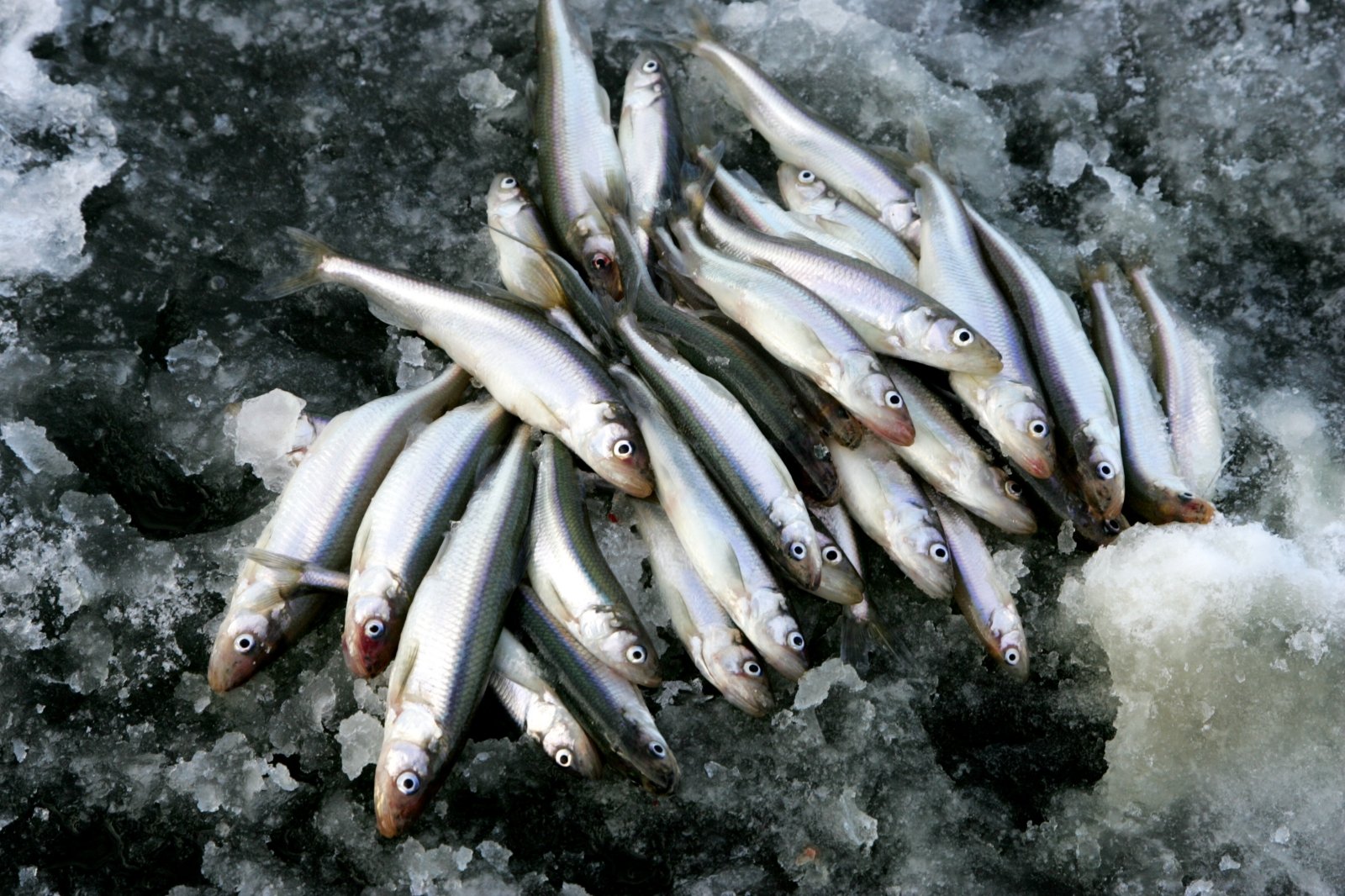Больная рыба в Балтийском море